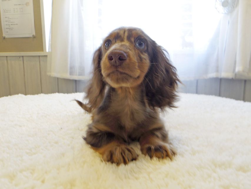 カニンヘンダックスフンド ゴマmt & バロンmtの子犬 チョコダップル 男の子