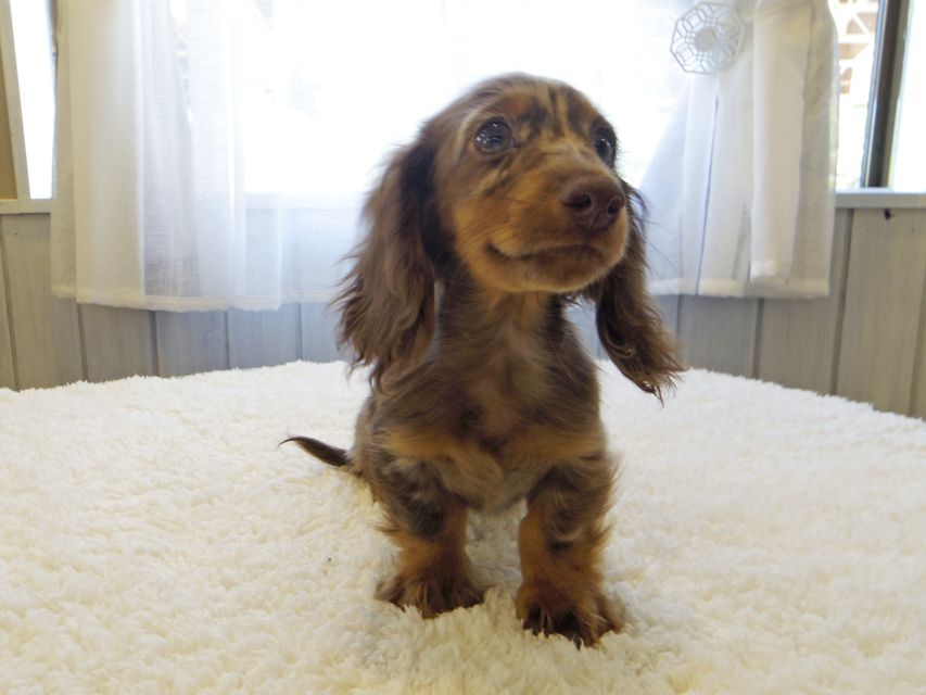 カニンヘンダックスフンド ゴマmt & バロンmtの子犬 チョコダップル 男の子