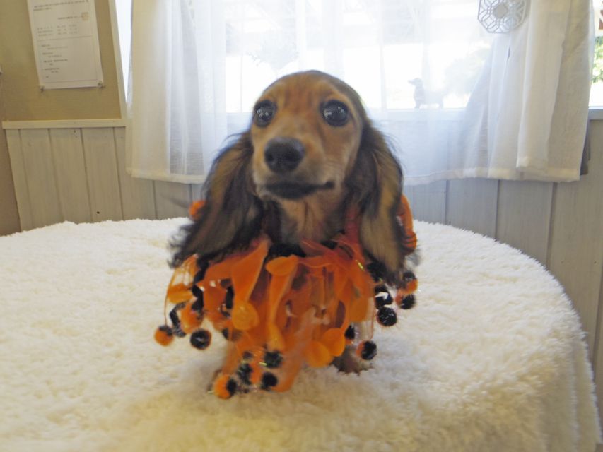 カニンヘンダックスフンド ニコmt & ビルズmtの子犬 シェーデットイエロー(シェーデットクリーム) 男の子_IGP0135 カニンヘンダックスフンド ニコmt & ビルズmtの子犬 シェーデットイエロー(シェーデットクリーム) 男の子