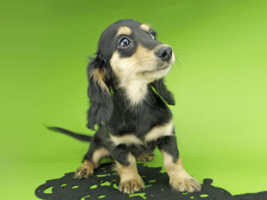 カニンヘンダックスフンド ビーmt & ボンmtの子犬 ブラックイエロー（ブラッククリーム） 女の子