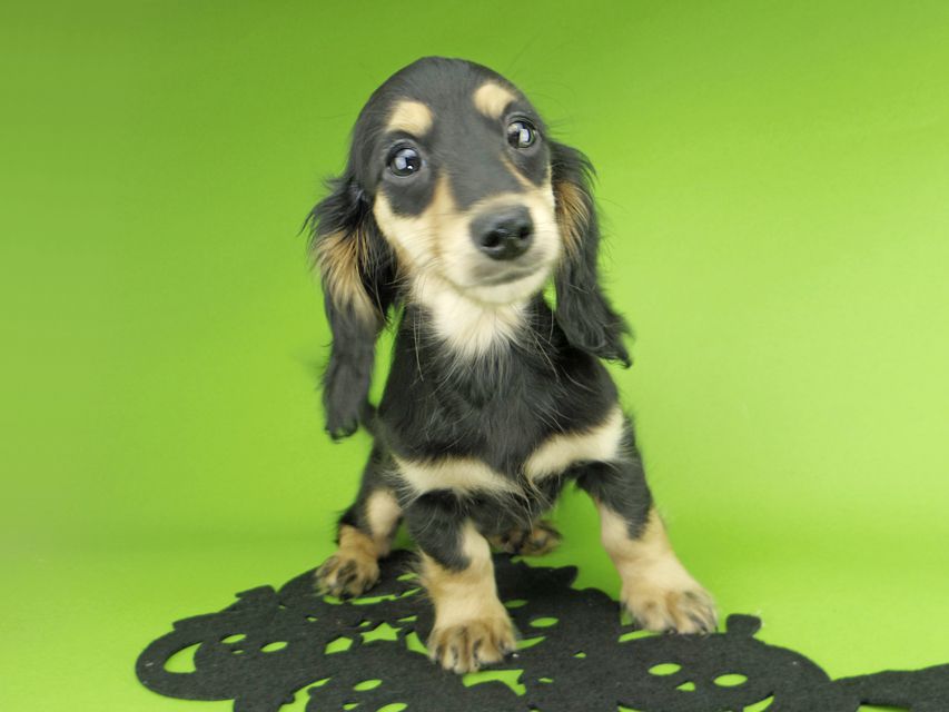 カニンヘンダックスフンド ビーmt & ボンmtの子犬 ブラックイエロー（ブラッククリーム） 女の子