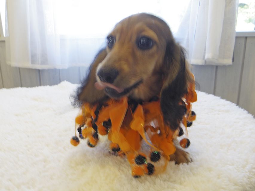 カニンヘンダックスフンド ニコmt & ビルズmtの子犬 シェーデットイエロー(シェーデットクリーム) 男の子_IGP0140 カニンヘンダックスフンド ニコmt & ビルズmtの子犬 シェーデットイエロー(シェーデットクリーム) 男の子