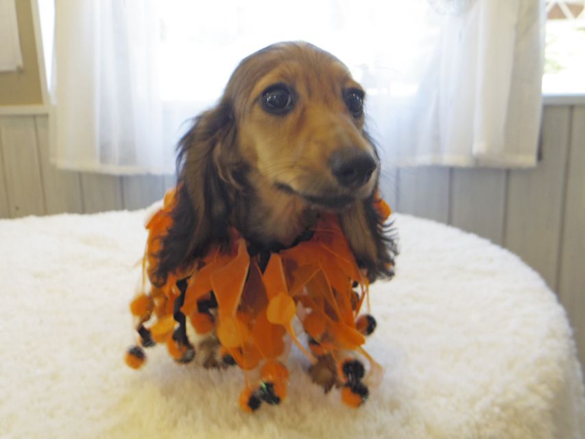 カニンヘンダックスフンド ニコmt & ビルズmtの子犬 シェーデットイエロー(シェーデットクリーム) 男の子_IGP0142 カニンヘンダックスフンド ニコmt & ビルズmtの子犬 シェーデットイエロー(シェーデットクリーム) 男の子