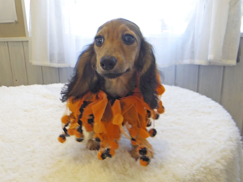 カニンヘンダックスフンド ニコmt & ビルズmtの子犬 シェーデットイエロー(シェーデットクリーム) 男の子_IGP0143 カニンヘンダックスフンド ニコmt & ビルズmtの子犬 シェーデットイエロー(シェーデットクリーム) 男の子