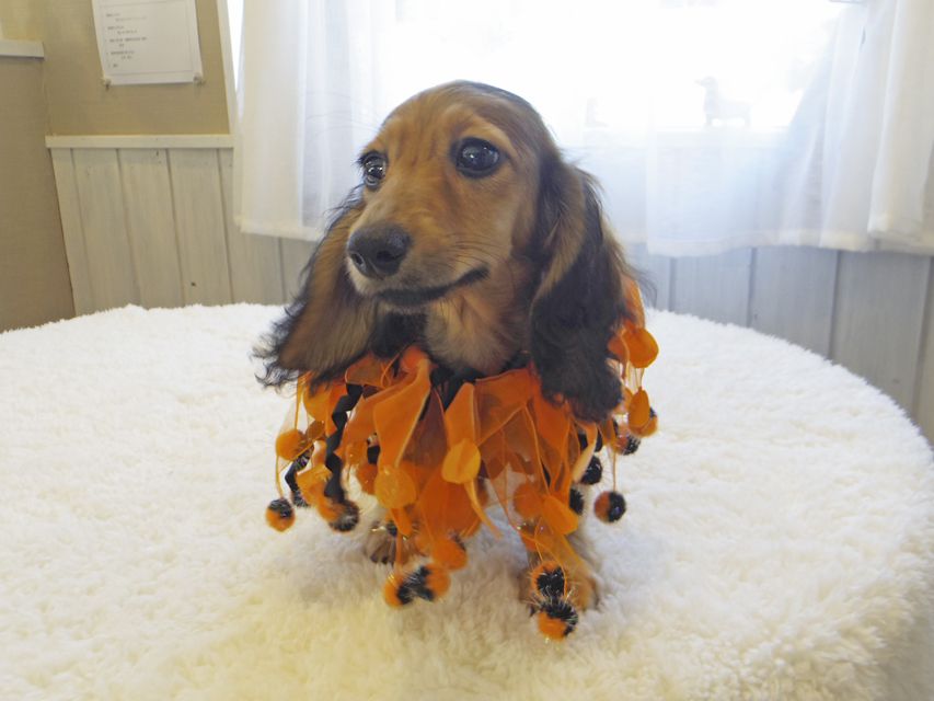 カニンヘンダックスフンド ニコmt & ビルズmtの子犬 シェーデットイエロー(シェーデットクリーム) 男の子_IGP0144 カニンヘンダックスフンド ニコmt & ビルズmtの子犬 シェーデットイエロー(シェーデットクリーム) 男の子