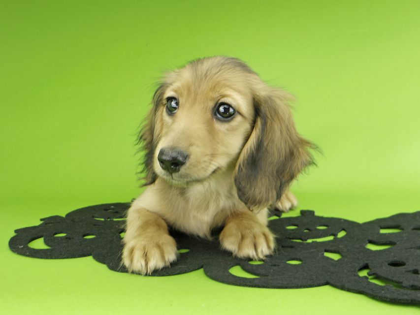 カニンヘンダックスフンド ビーmt & ボンmtの子犬 シェーデットイエロー（シェーデットクリーム） 女の子