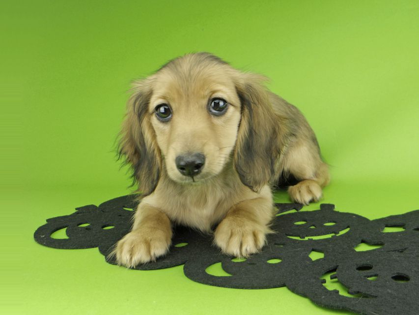 カニンヘンダックスフンド ビーmt & ボンmtの子犬 シェーデットイエロー（シェーデットクリーム） 女の子