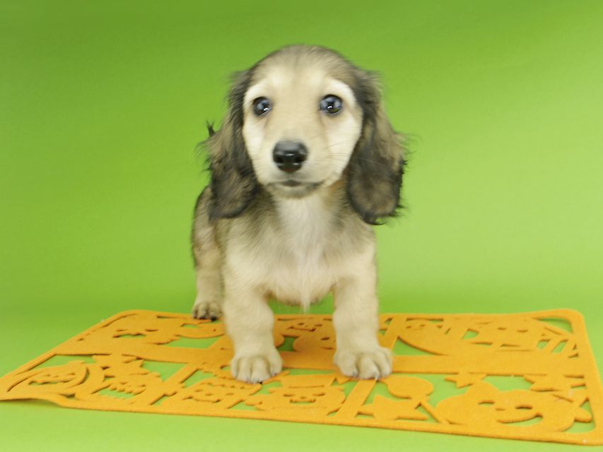 カニンヘンダックスフンド レイmt & アンmtの子犬 シェーデットイエロー(シェーデットクリーム) 男の子_IGP0159 カニンヘンダックスフンド レイmt & アンmtの子犬 シェーデットイエロー(シェーデットクリーム) 男の子