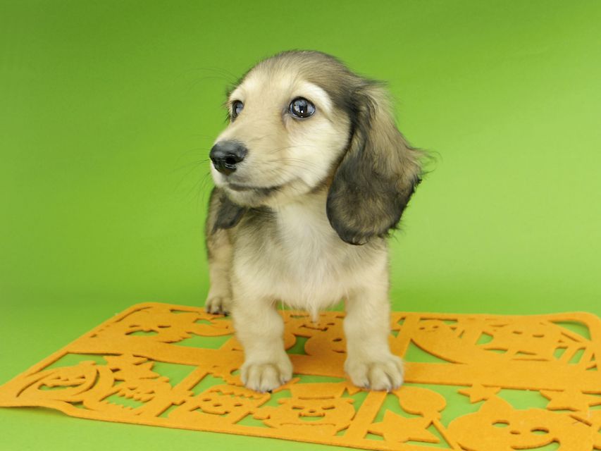 カニンヘンダックスフンド レイmt & アンmtの子犬 シェーデットイエロー(シェーデットクリーム) 男の子_IGP0160 カニンヘンダックスフンド レイmt & アンmtの子犬 シェーデットイエロー(シェーデットクリーム) 男の子