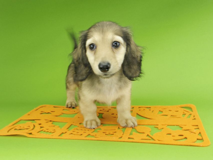 カニンヘンダックスフンド レイmt & アンmtの子犬 シェーデットイエロー(シェーデットクリーム) 男の子_IGP0163 カニンヘンダックスフンド レイmt & アンmtの子犬 シェーデットイエロー(シェーデットクリーム) 男の子