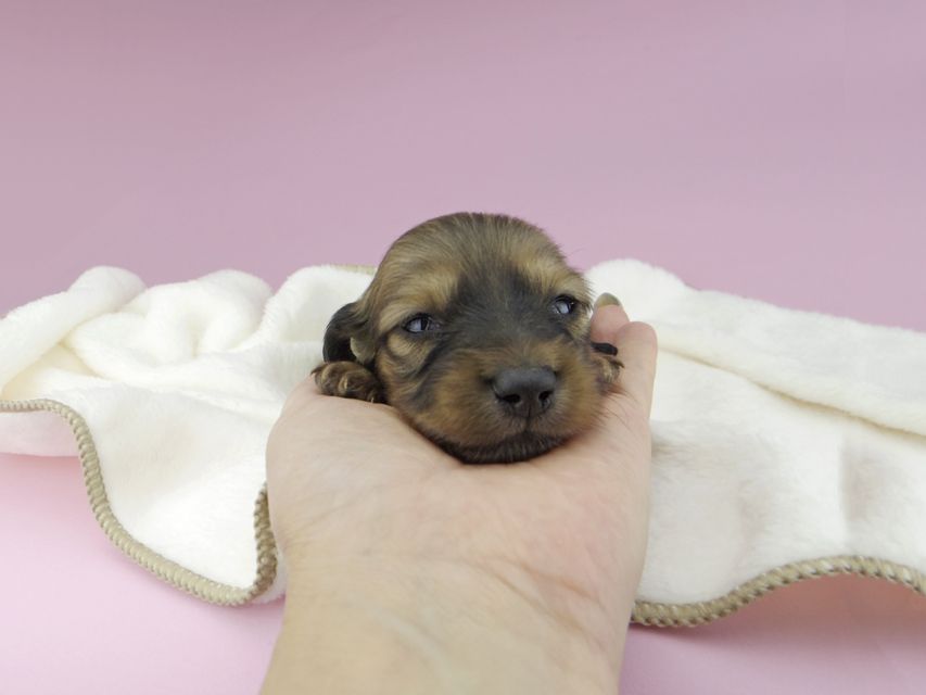 カニンヘンダックスフンド リン & 竹千代の子犬 イエロー（クリーム） 男の子