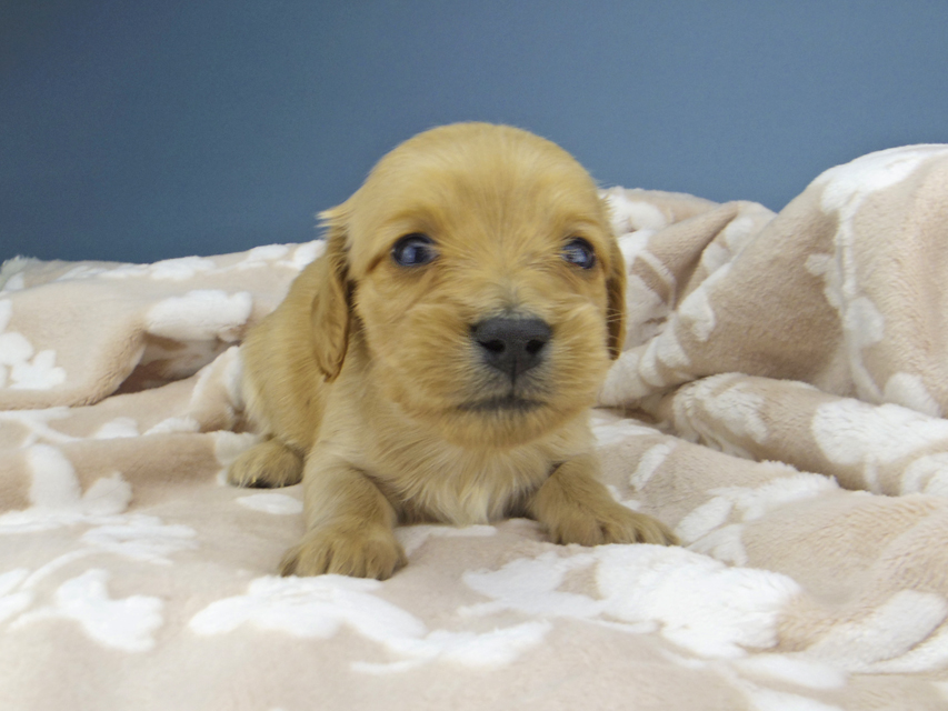 カニンヘン ダックスフンド ティナ & 竹千代の子犬 ゴールド 女の子