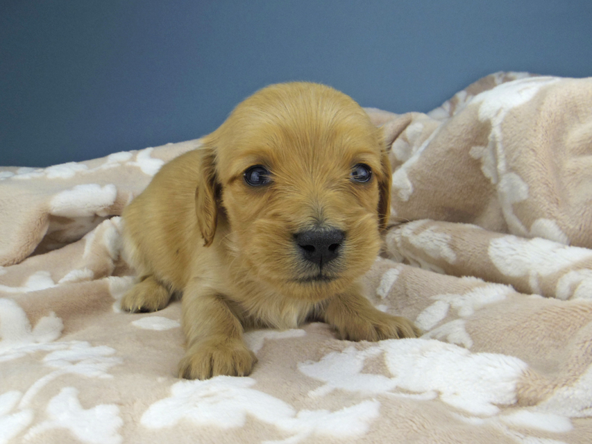 カニンヘン ダックスフンド ティナ & 竹千代の子犬 ゴールド 女の子