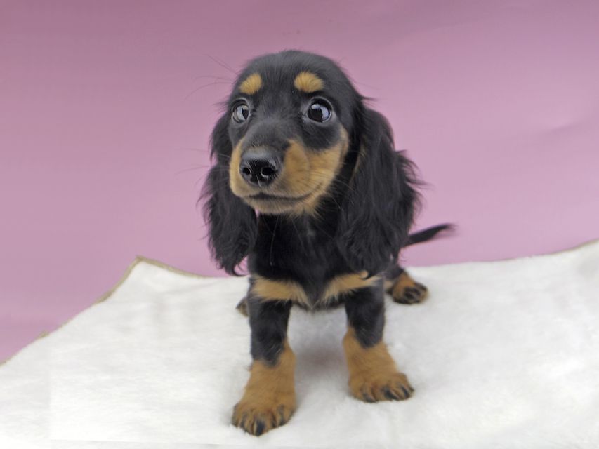 カニンヘンダックスフンド ルースmt & バロンmtの子犬 ブラックタン 女の子（2）