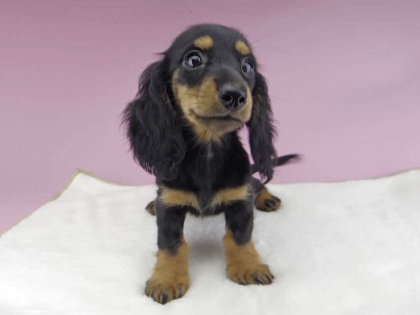 カニンヘンダックスフンド ルースmt & バロンmtの子犬 ブラックタン 女の子（2）