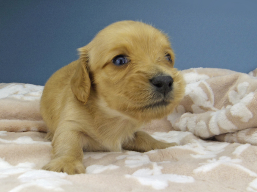 カニンヘン ダックスフンド ティナ & 竹千代の子犬 ゴールド 女の子