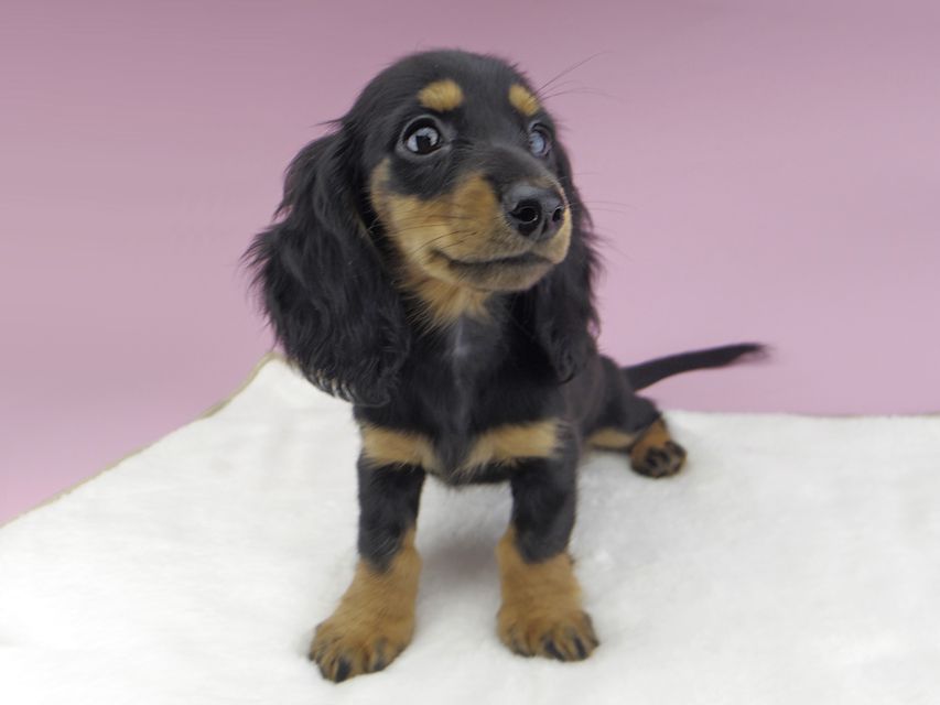 カニンヘンダックスフンド ルースmt & バロンmtの子犬 ブラックタン 女の子（2）