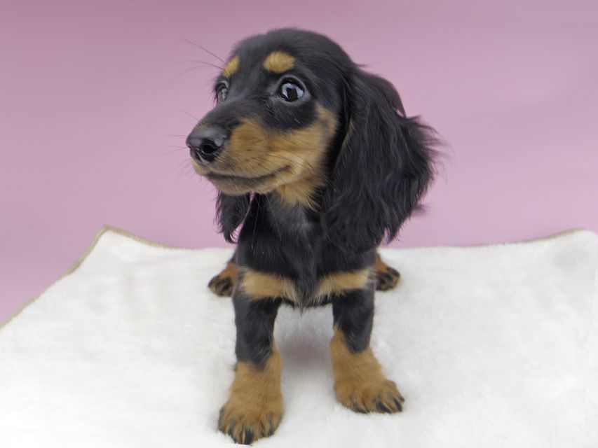 カニンヘンダックスフンド ルースmt & バロンmtの子犬 ブラックタン 女の子（2）