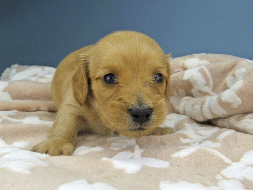 カニンヘン ダックスフンド ティナ & 竹千代の子犬 ゴールド 女の子