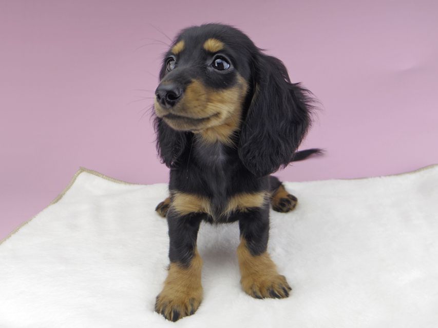 カニンヘンダックスフンド ルースmt & バロンmtの子犬 ブラックタン 女の子（2）