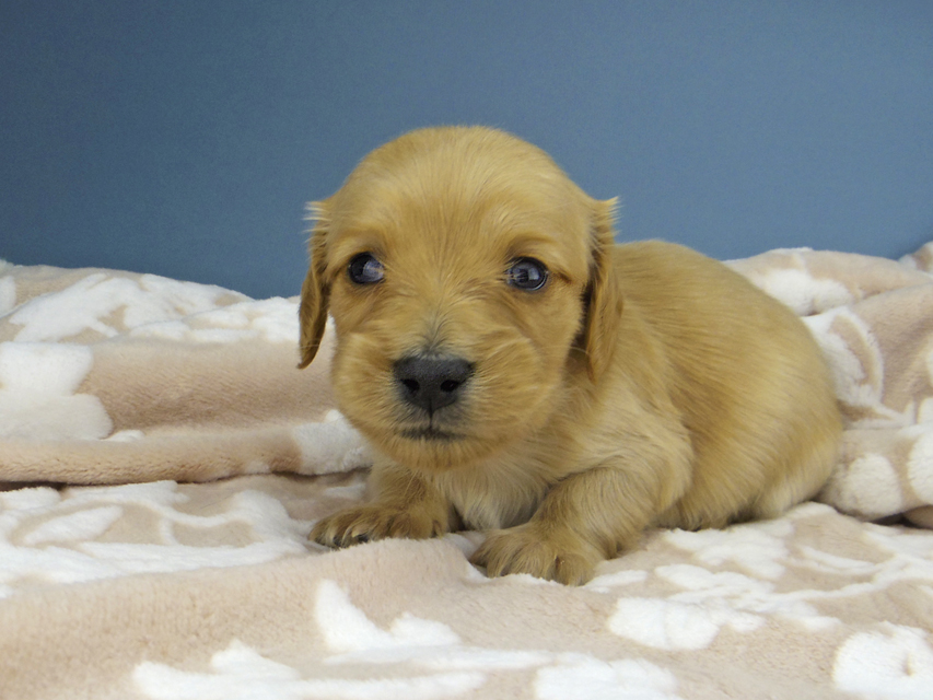 カニンヘン ダックスフンド ティナ & 竹千代の子犬 ゴールド 女の子