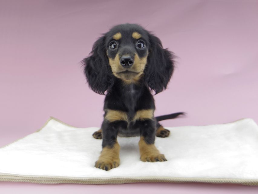 カニンヘンダックスフンド ルースmt & バロンmtの子犬 ブラックタン 女の子（2）