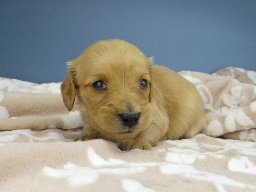 カニンヘン ダックスフンド ティナ & 竹千代の子犬 ゴールド 女の子