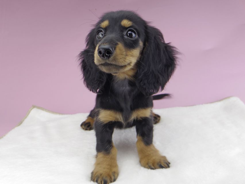 カニンヘンダックスフンド ルースmt & バロンmtの子犬 ブラックタン 女の子（2）