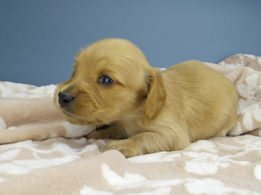 カニンヘン ダックスフンド ティナ & 竹千代の子犬 ゴールド 女の子