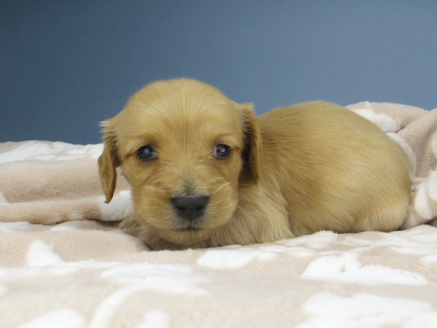 カニンヘン ダックスフンド ティナ & 竹千代の子犬 ゴールド 女の子