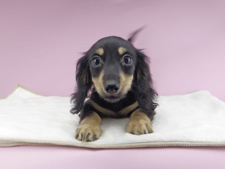 カニンヘンダックスフンド アビスmt & バロンmtの子犬 ブラックイエロー(ブラッククリーム) 女の子_IGP0263 カニンヘンダックスフンド アビスmt & バロンmtの子犬 ブラックイエロー(ブラッククリーム) 女の子