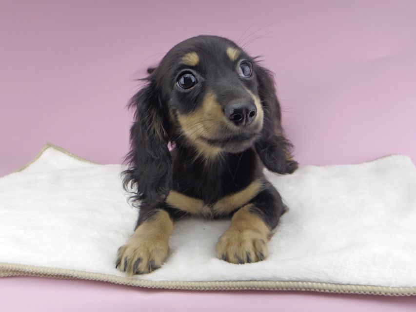 カニンヘンダックスフンド アビスmt & バロンmtの子犬 ブラックイエロー(ブラッククリーム) 女の子_IGP0264 カニンヘンダックスフンド アビスmt & バロンmtの子犬 ブラックイエロー(ブラッククリーム) 女の子