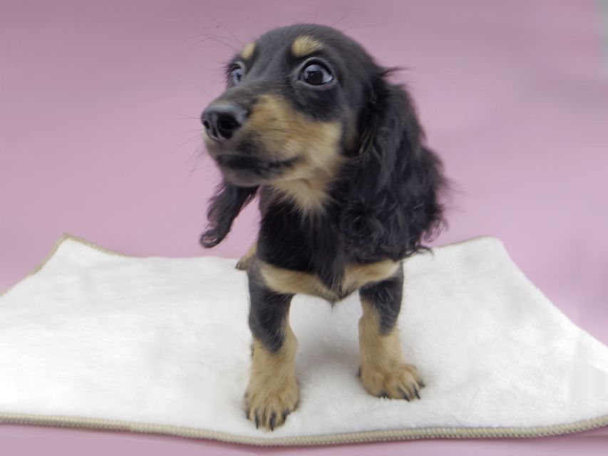 カニンヘンダックスフンド アビスmt & バロンmtの子犬 ブラックイエロー(ブラッククリーム) 女の子_IGP0268 カニンヘンダックスフンド アビスmt & バロンmtの子犬 ブラックイエロー(ブラッククリーム) 女の子