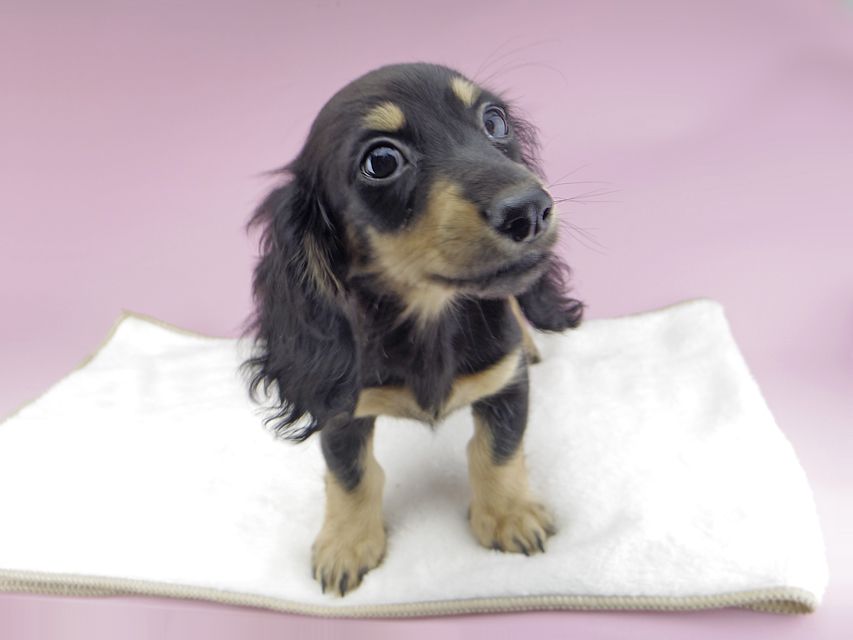 カニンヘンダックスフンド アビスmt & バロンmtの子犬 ブラックイエロー(ブラッククリーム) 女の子_IGP0269 カニンヘンダックスフンド アビスmt & バロンmtの子犬 ブラックイエロー(ブラッククリーム) 女の子