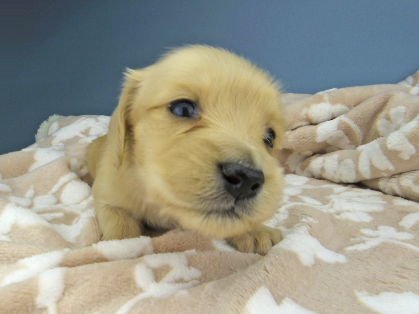 カニンヘン ダックスフンド ティナ & 竹千代の子犬 イエロー（クリーム） 女の子