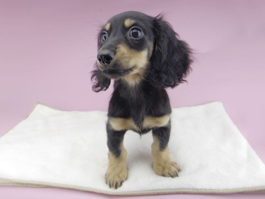 カニンヘンダックスフンド アビスmt & バロンmtの子犬 ブラックイエロー(ブラッククリーム) 女の子_IGP0275 カニンヘンダックスフンド アビスmt & バロンmtの子犬 ブラックイエロー(ブラッククリーム) 女の子