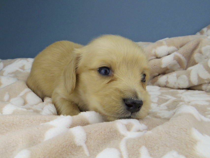 カニンヘン ダックスフンド ティナ & 竹千代の子犬 イエロー（クリーム） 女の子