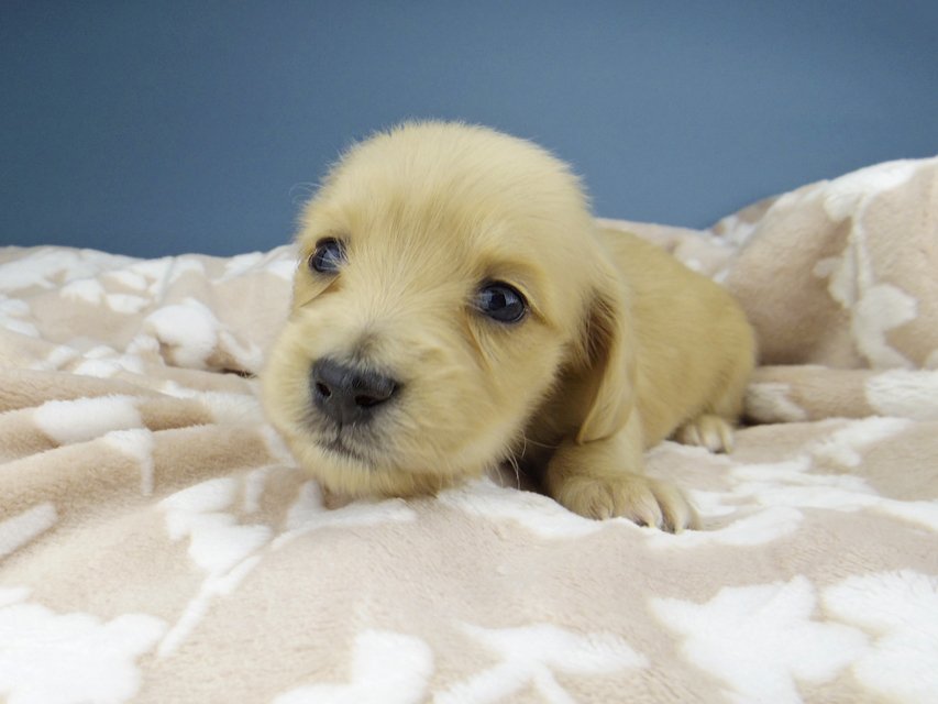 カニンヘン ダックスフンド ティナ & 竹千代の子犬 イエロー（クリーム） 女の子