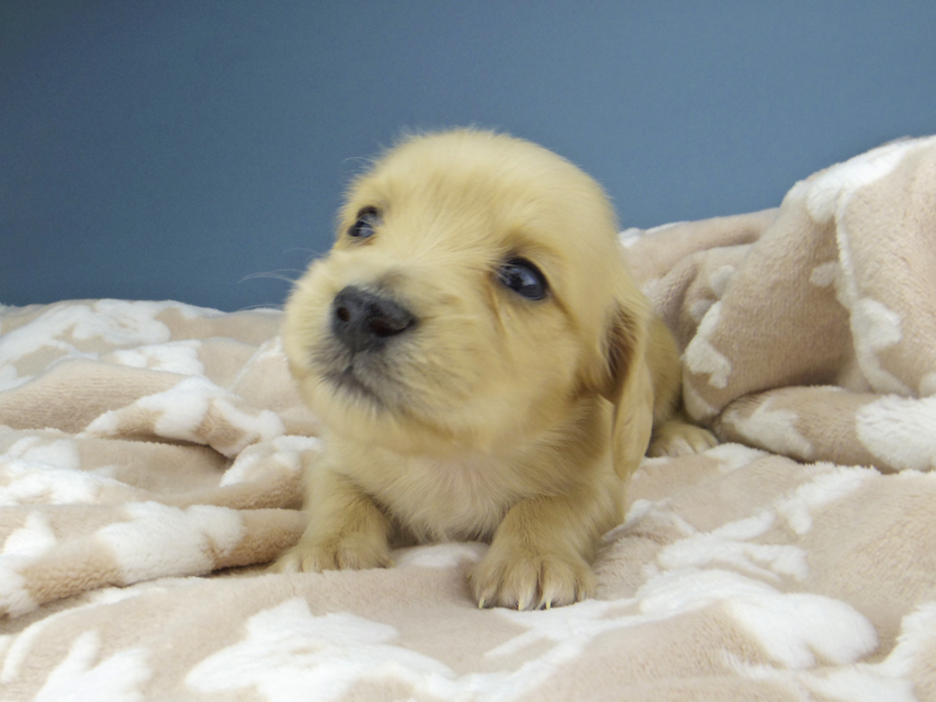 カニンヘン ダックスフンド ティナ & 竹千代の子犬 イエロー（クリーム） 女の子