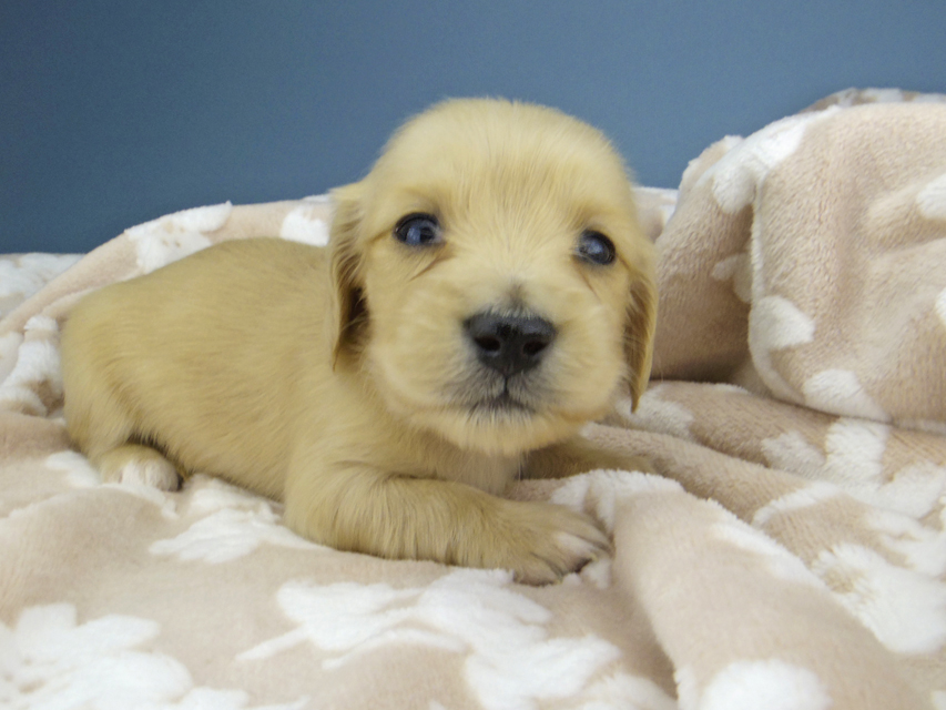 カニンヘン ダックスフンド ティナ & 竹千代の子犬 イエロー（クリーム） 女の子