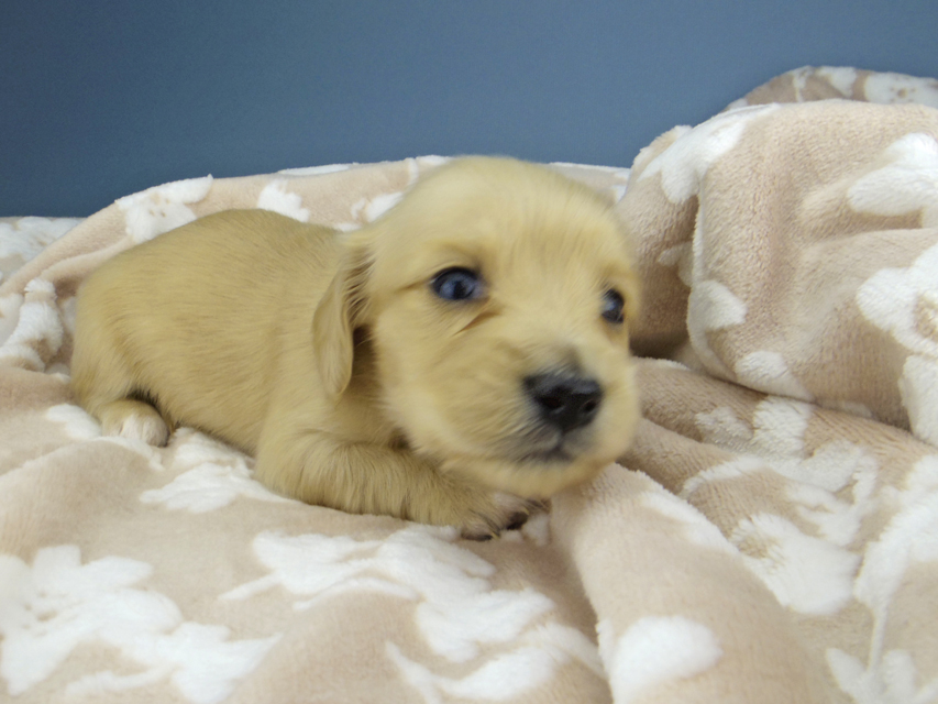 カニンヘン ダックスフンド ティナ & 竹千代の子犬 イエロー（クリーム） 女の子