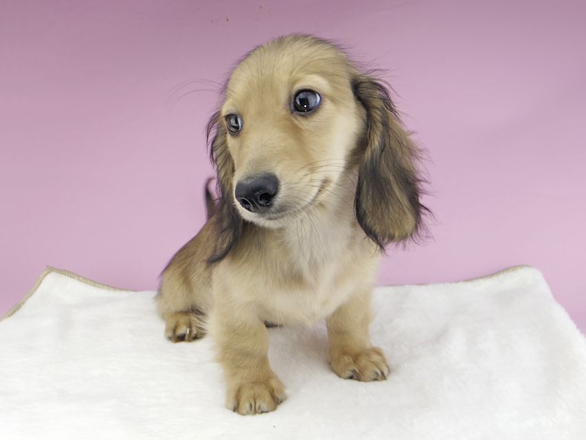 カニンヘンダックスフンド レイmt & アンmtの子犬 シェーデットイエロー(シェーデットクリーム) 男の子_IGP0291 カニンヘンダックスフンド レイmt & アンmtの子犬 シェーデットイエロー(シェーデットクリーム) 男の子