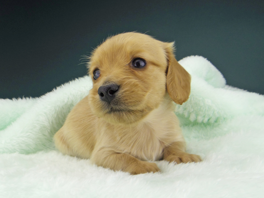カニンヘン ダックスフンド ティナ & 竹千代の子犬 ゴールド 女の子