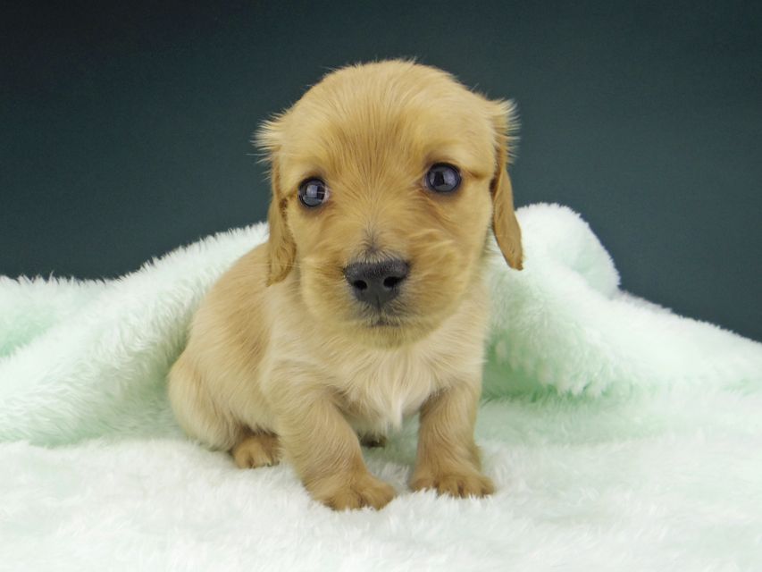 カニンヘン ダックスフンド ティナ & 竹千代の子犬 ゴールド 女の子