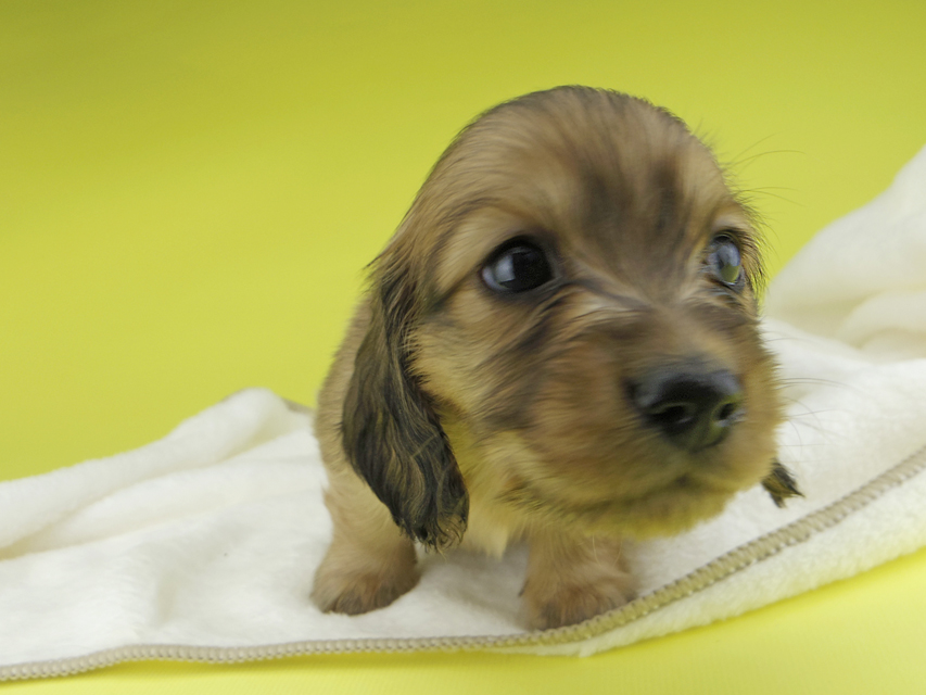 カニンヘンダックスフンド わかば & 竹千代の子犬 レッド 男の子(1)_IGP0322 カニンヘンダックスフンド わかば & 竹千代の子犬 レッド 男の子(1)