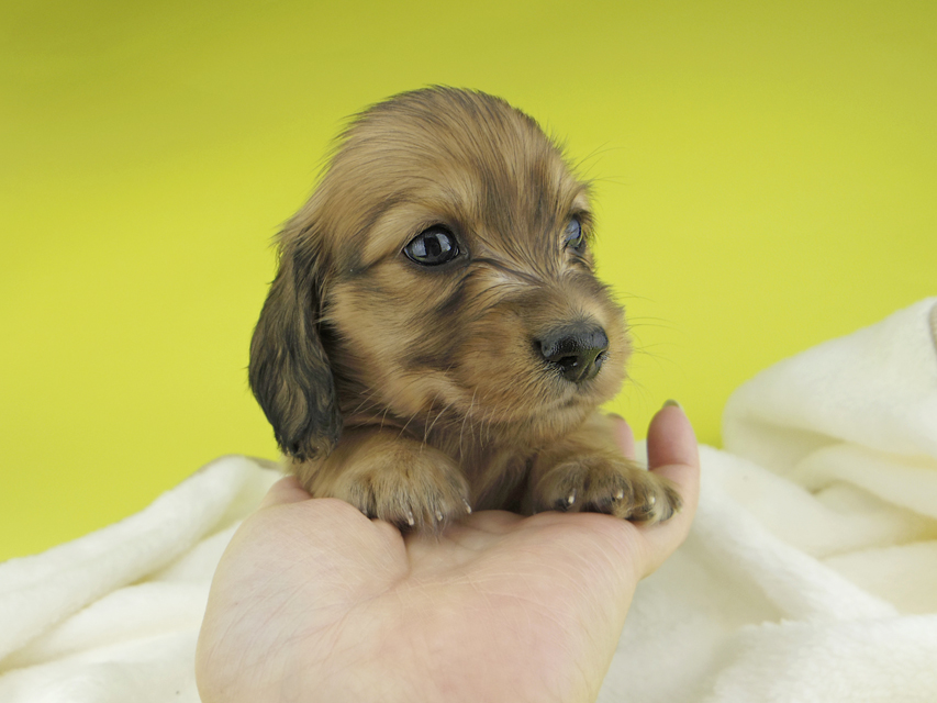 カニンヘンダックスフンド わかば & 竹千代の子犬 レッド 男の子(1)_IGP0323 カニンヘンダックスフンド わかば & 竹千代の子犬 レッド 男の子(1)