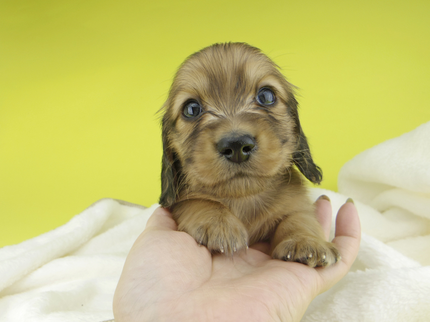 カニンヘンダックスフンド わかば & 竹千代の子犬 レッド 男の子(1)_IGP0324 カニンヘンダックスフンド わかば & 竹千代の子犬 レッド 男の子(1)