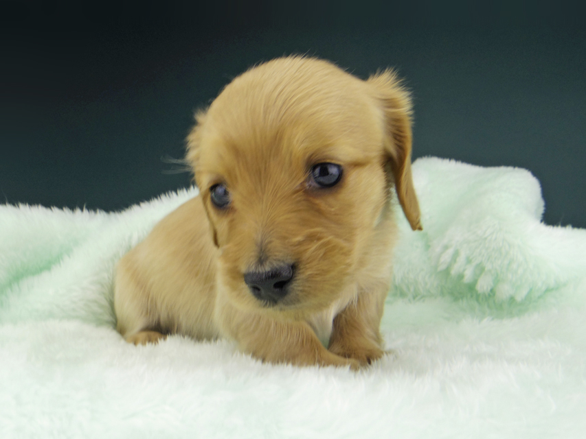 カニンヘン ダックスフンド ティナ & 竹千代の子犬 ゴールド 女の子