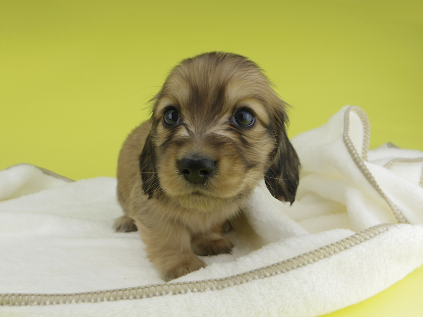 カニンヘンダックスフンド わかば & 竹千代の子犬 レッド 男の子(1)_IGP0326 カニンヘンダックスフンド わかば & 竹千代の子犬 レッド 男の子(1)