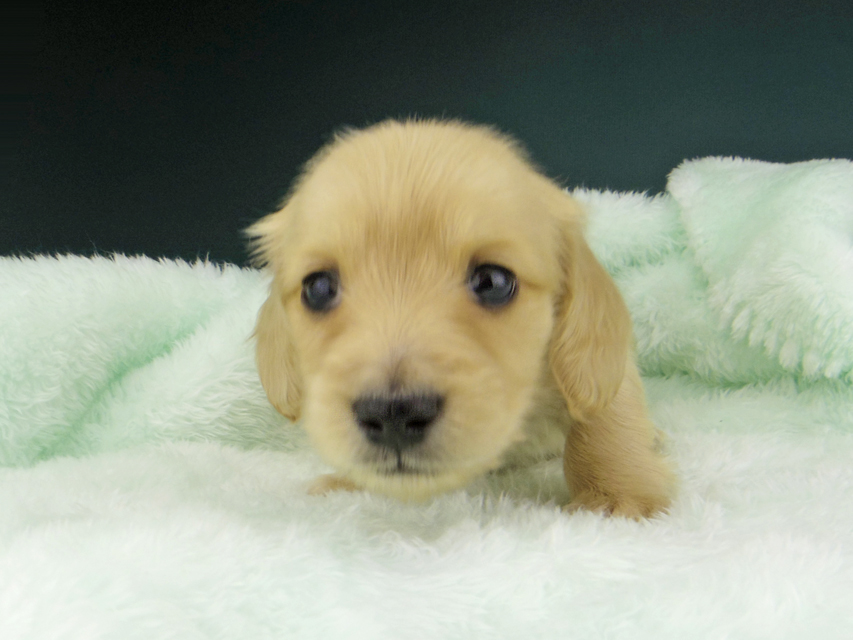 カニンヘン ダックスフンド ティナ & 竹千代の子犬 イエロー（クリーム） 女の子 ハイクラス